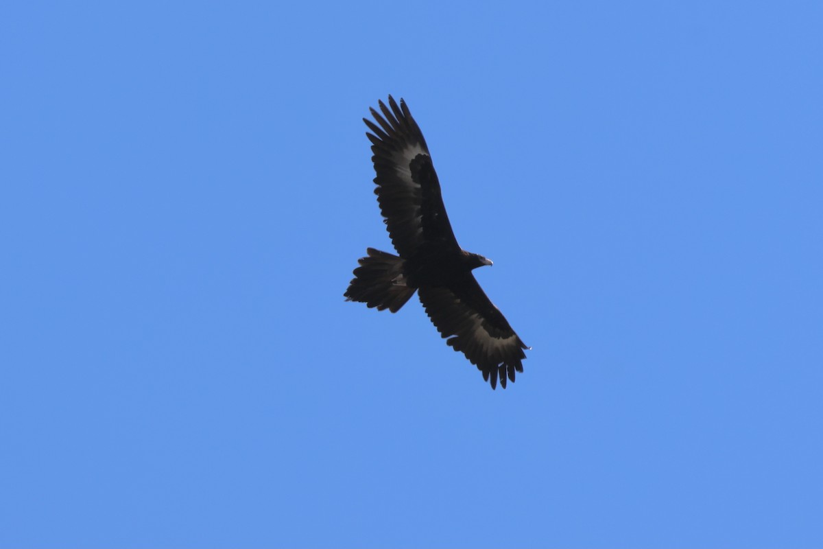 Aigle d'Australie - ML641420282