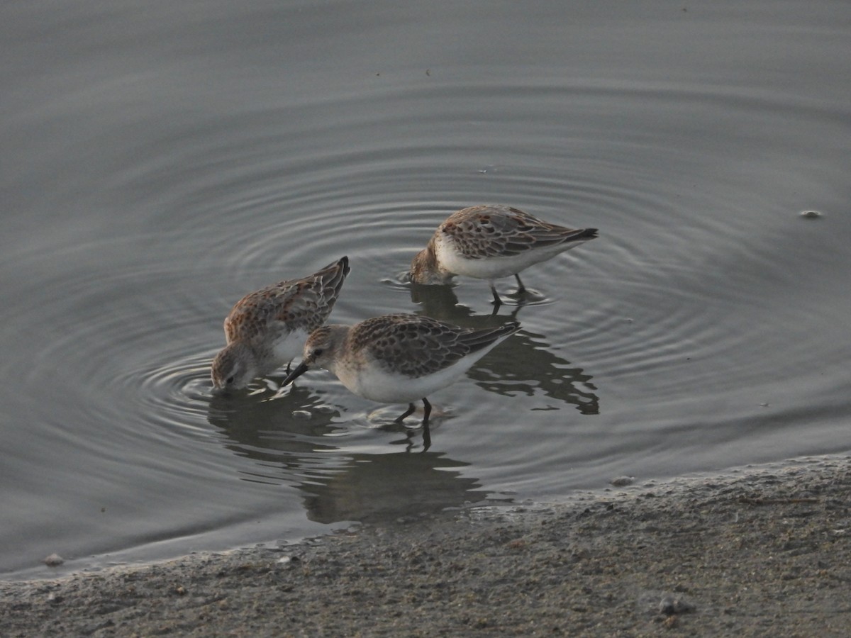 Semipalmated Sandpiper - ML641420286