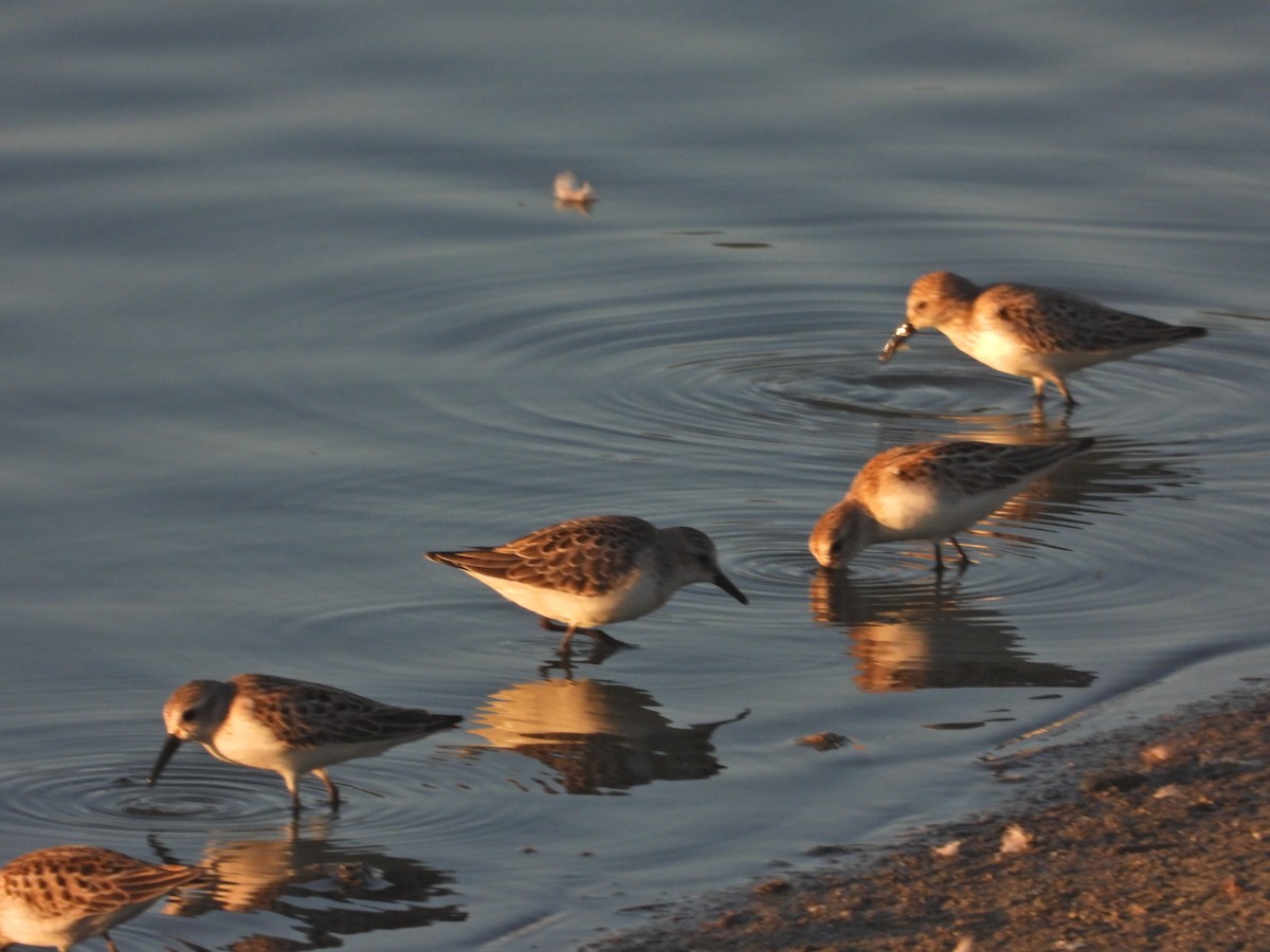 Semipalmated Sandpiper - ML641420288