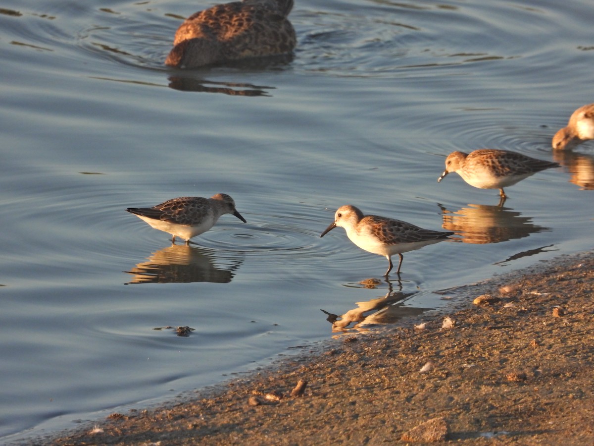 Semipalmated Sandpiper - ML641420289