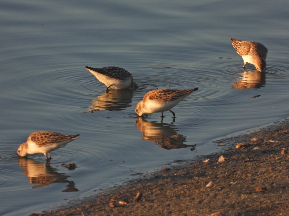 Semipalmated Sandpiper - ML641420291