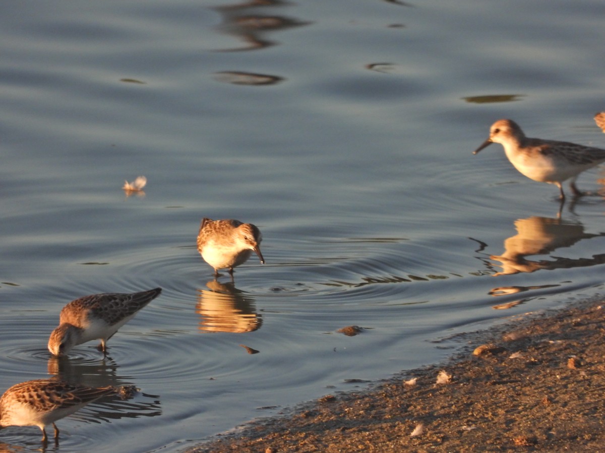 Semipalmated Sandpiper - ML641420292