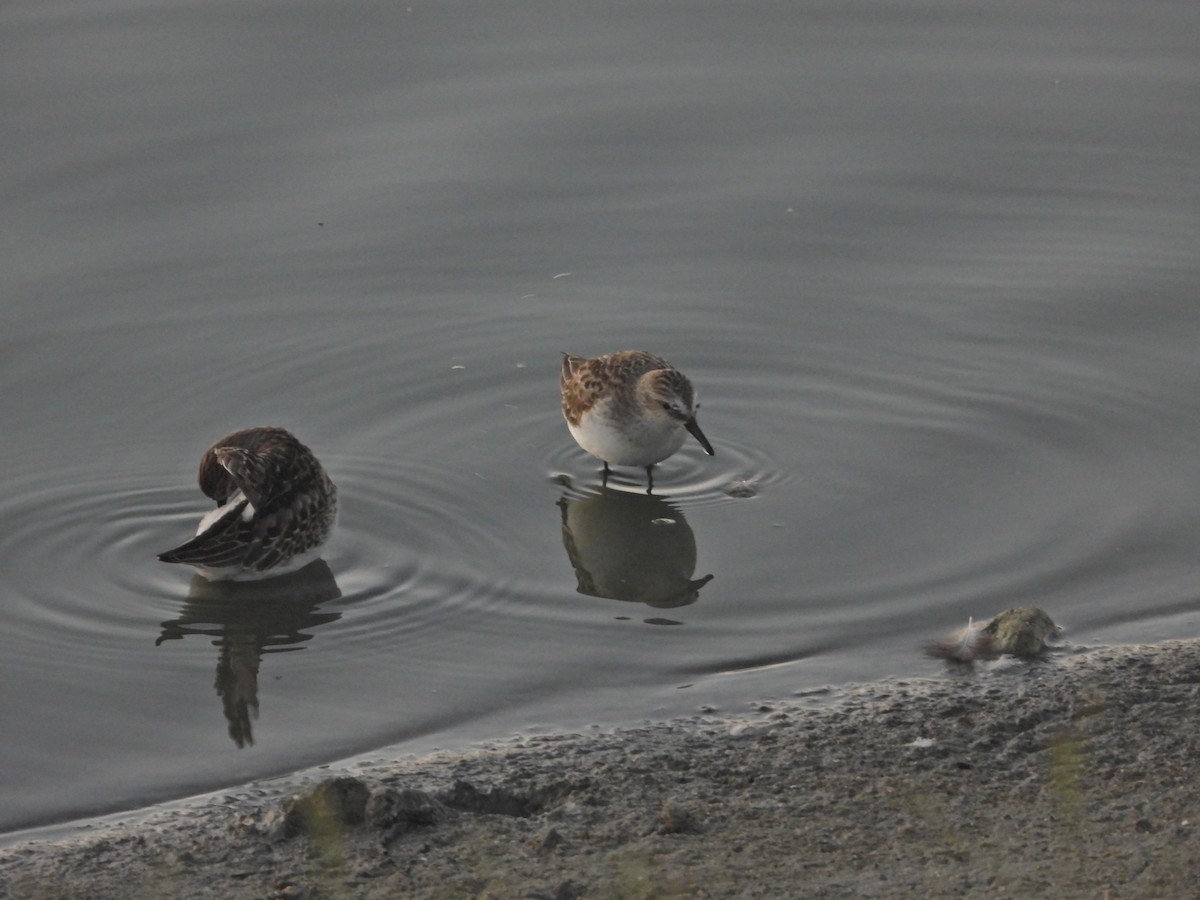 Semipalmated Sandpiper - ML641420293