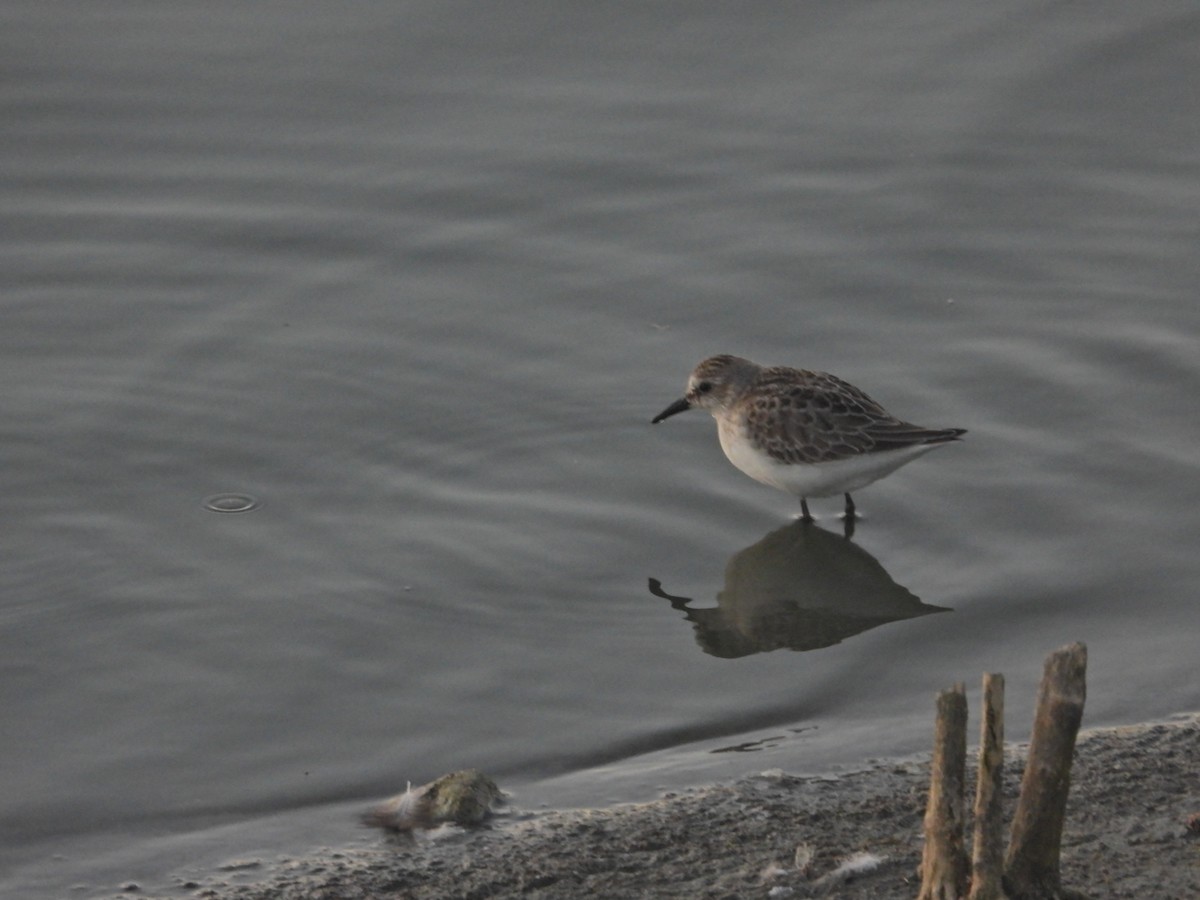 Semipalmated Sandpiper - ML641420295