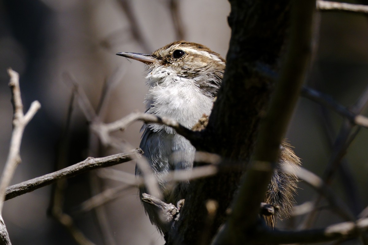 Bewick's Wren - ML641420298