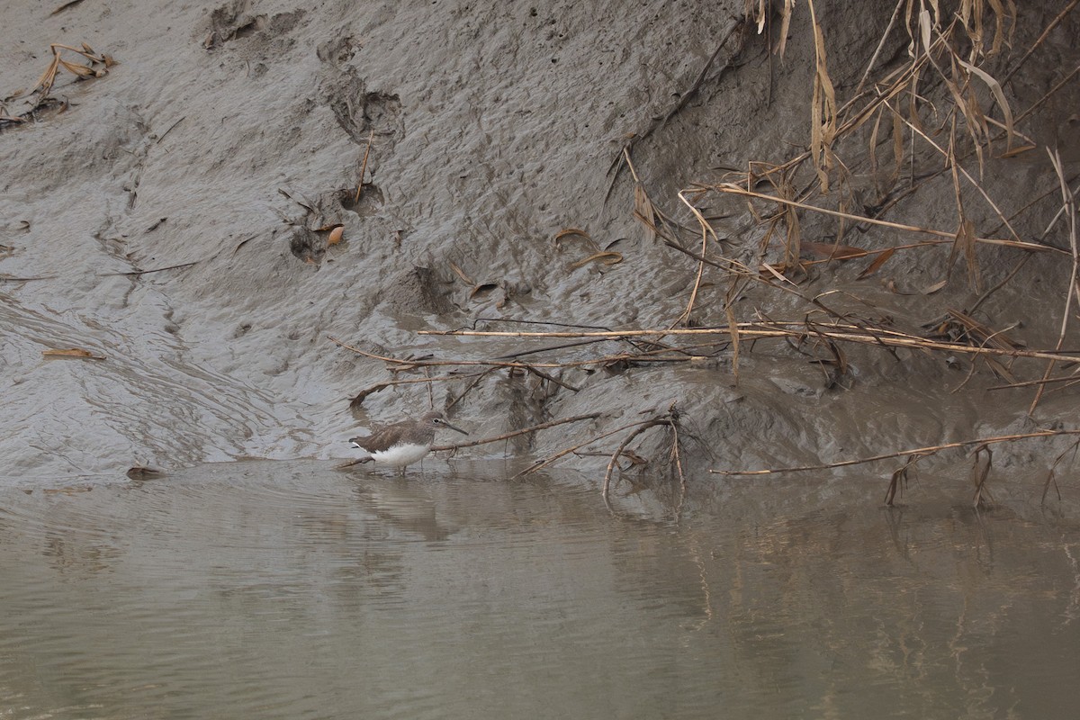 Green Sandpiper - ML641420301