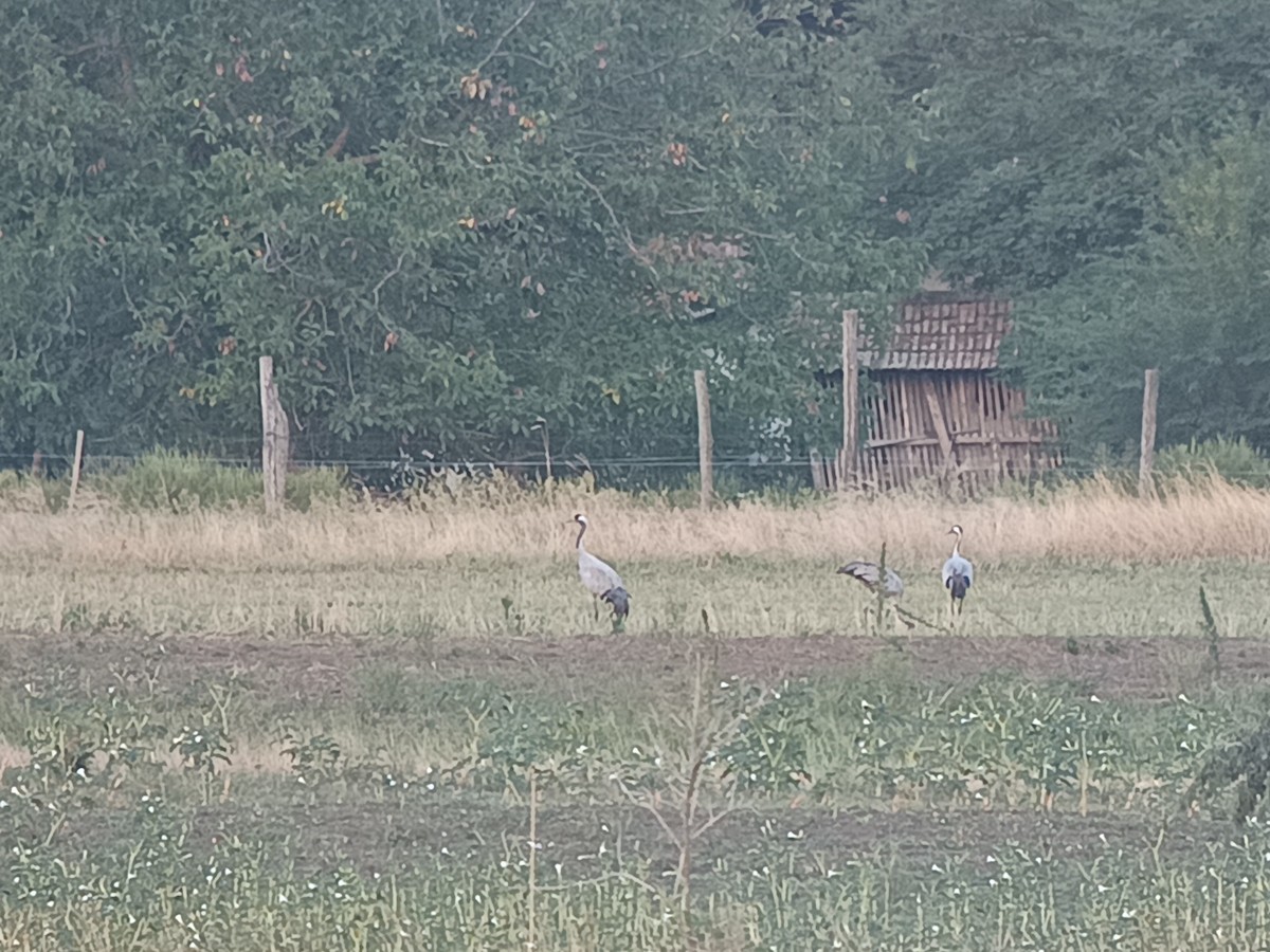 Common Crane - ML641420302