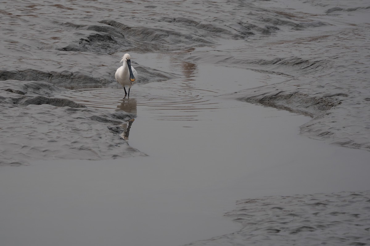 Eurasian Spoonbill - ML641420303
