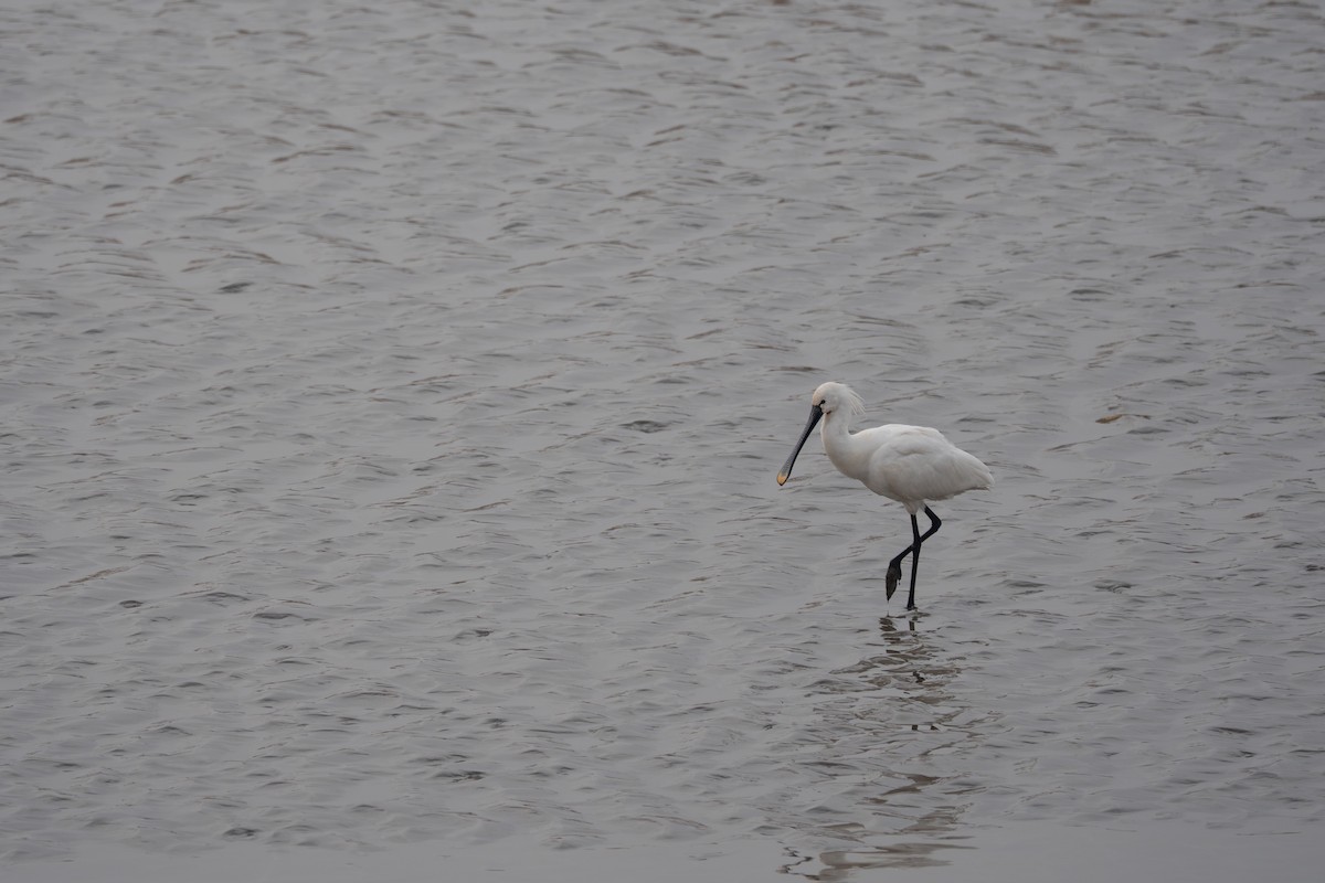 Eurasian Spoonbill - ML641420304