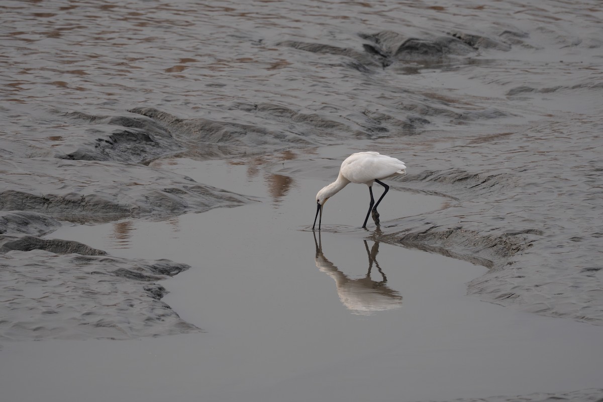 Eurasian Spoonbill - ML641420305