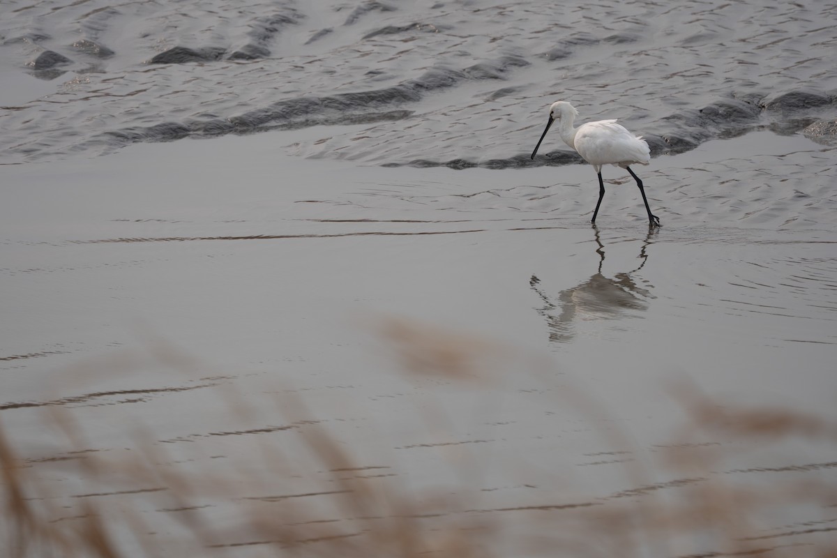 Eurasian Spoonbill - ML641420306