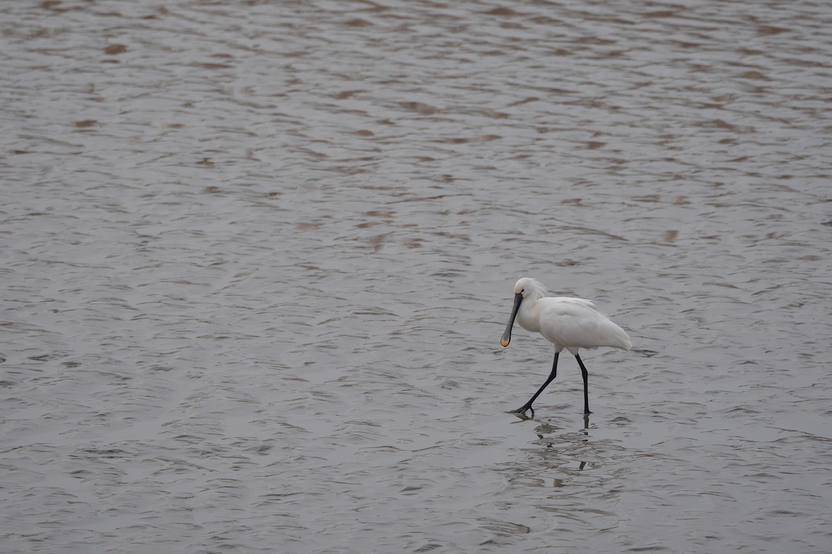 Eurasian Spoonbill - ML641420307