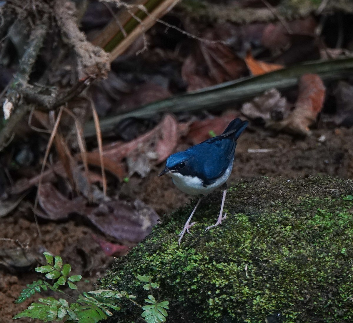 Siberian Blue Robin - ML641420308