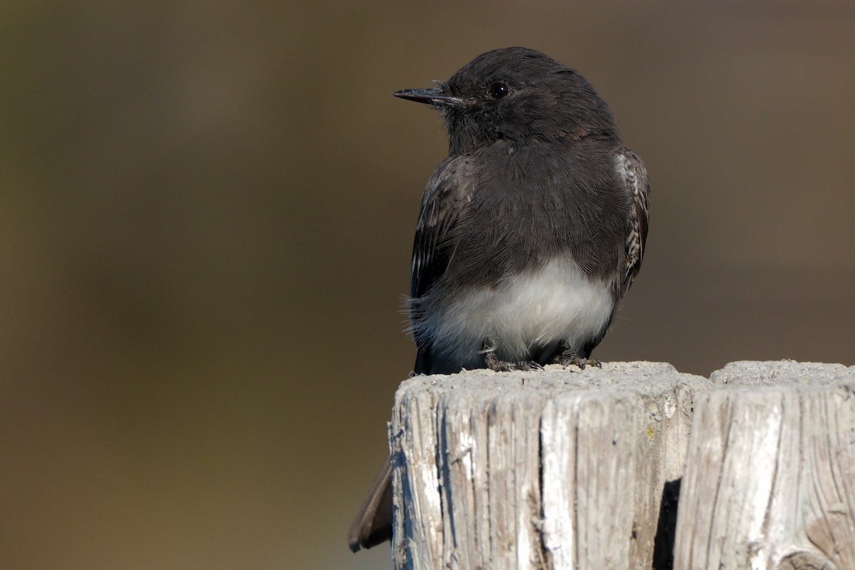 Black Phoebe - ML641420309
