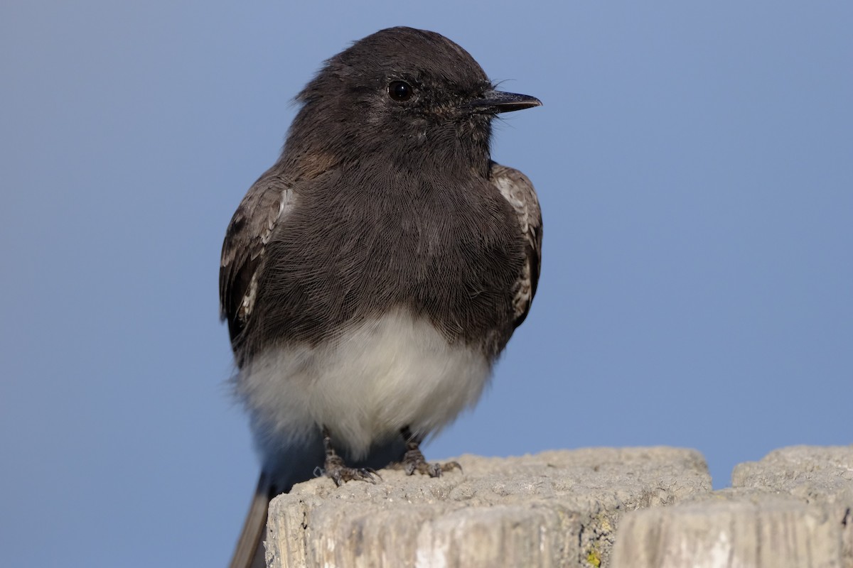 Black Phoebe - ML641420310