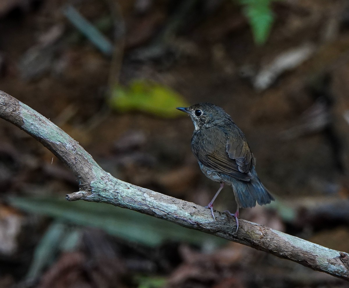 Siberian Blue Robin - ML641420311