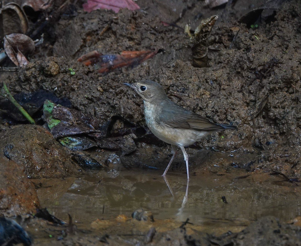 Siberian Blue Robin - ML641420312