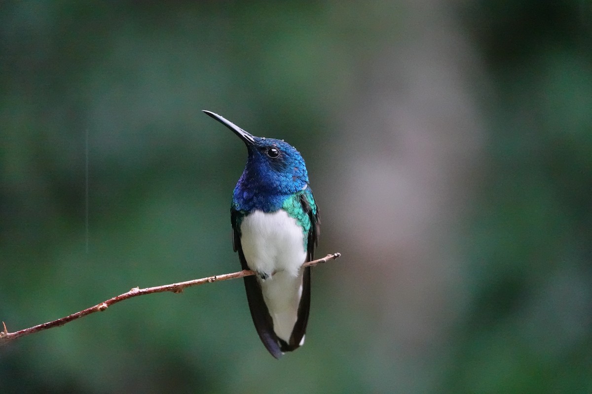 White-necked Jacobin - ML641420313