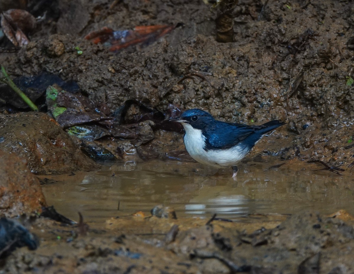 Siberian Blue Robin - ML641420314