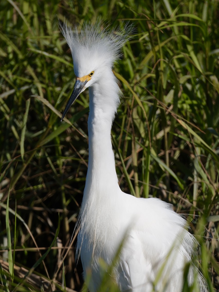 Snowy Egret - ML641420316