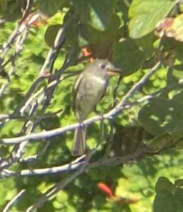 Dusky Flycatcher - ML641420317