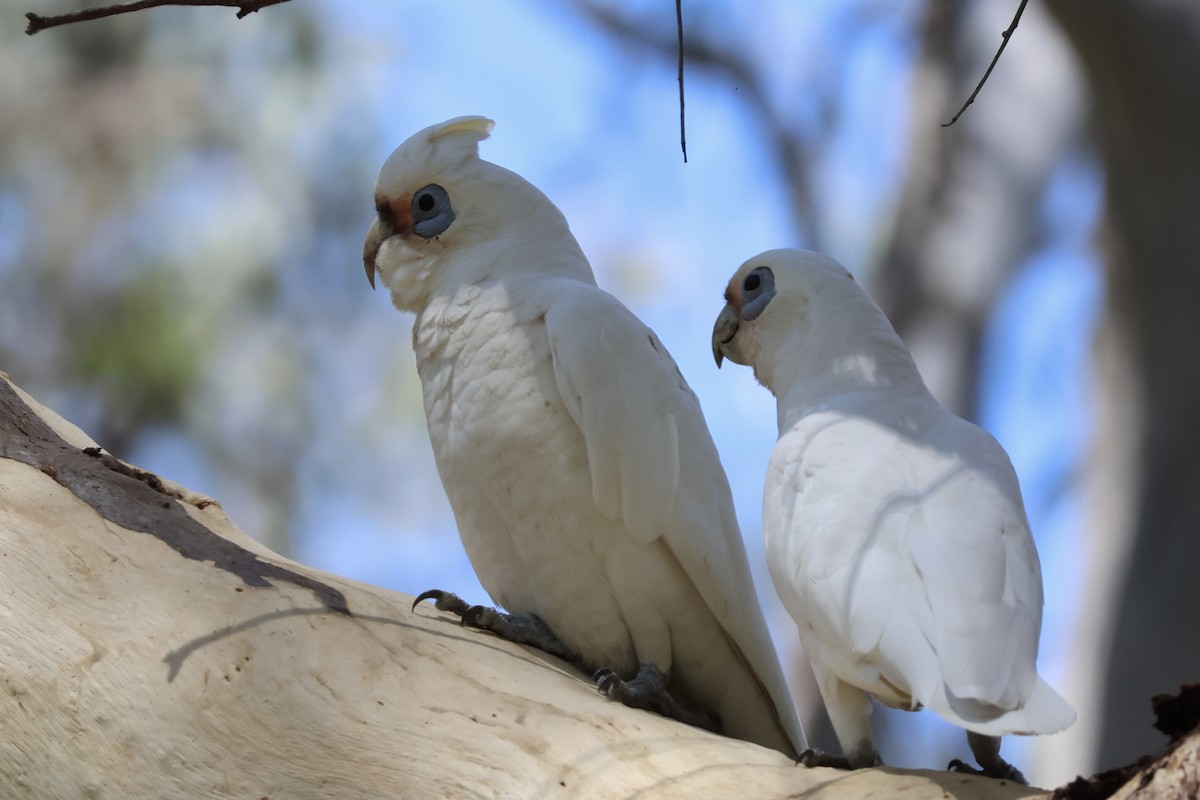 Little Corella - ML641420318