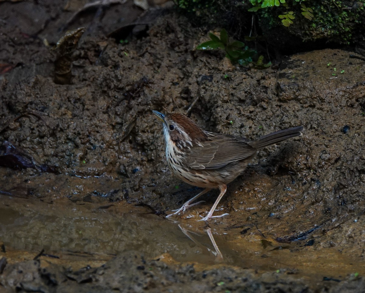 Puff-throated Babbler - ML641420319