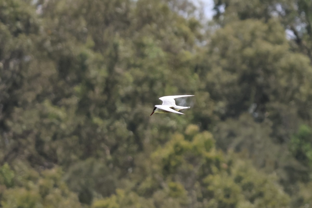 Whiskered Tern - ML641420320
