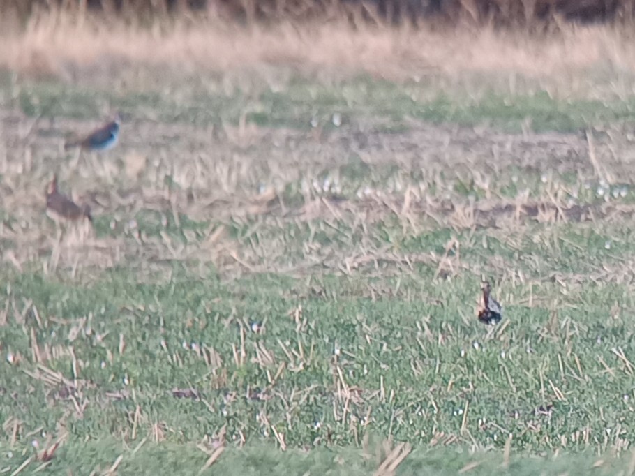 European Golden-Plover - ML641420322