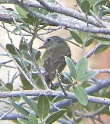 Dusky Flycatcher - ML641420323