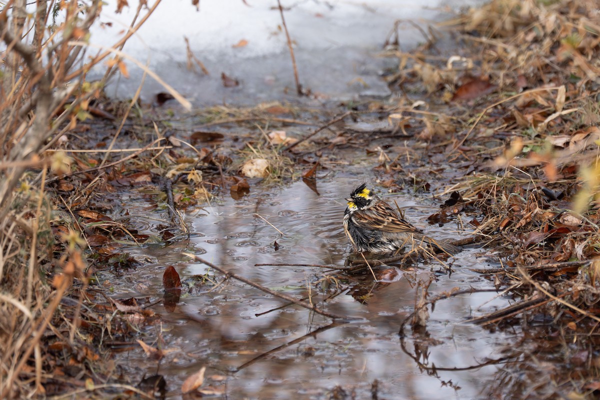 Yellow-throated Bunting - ML641420325