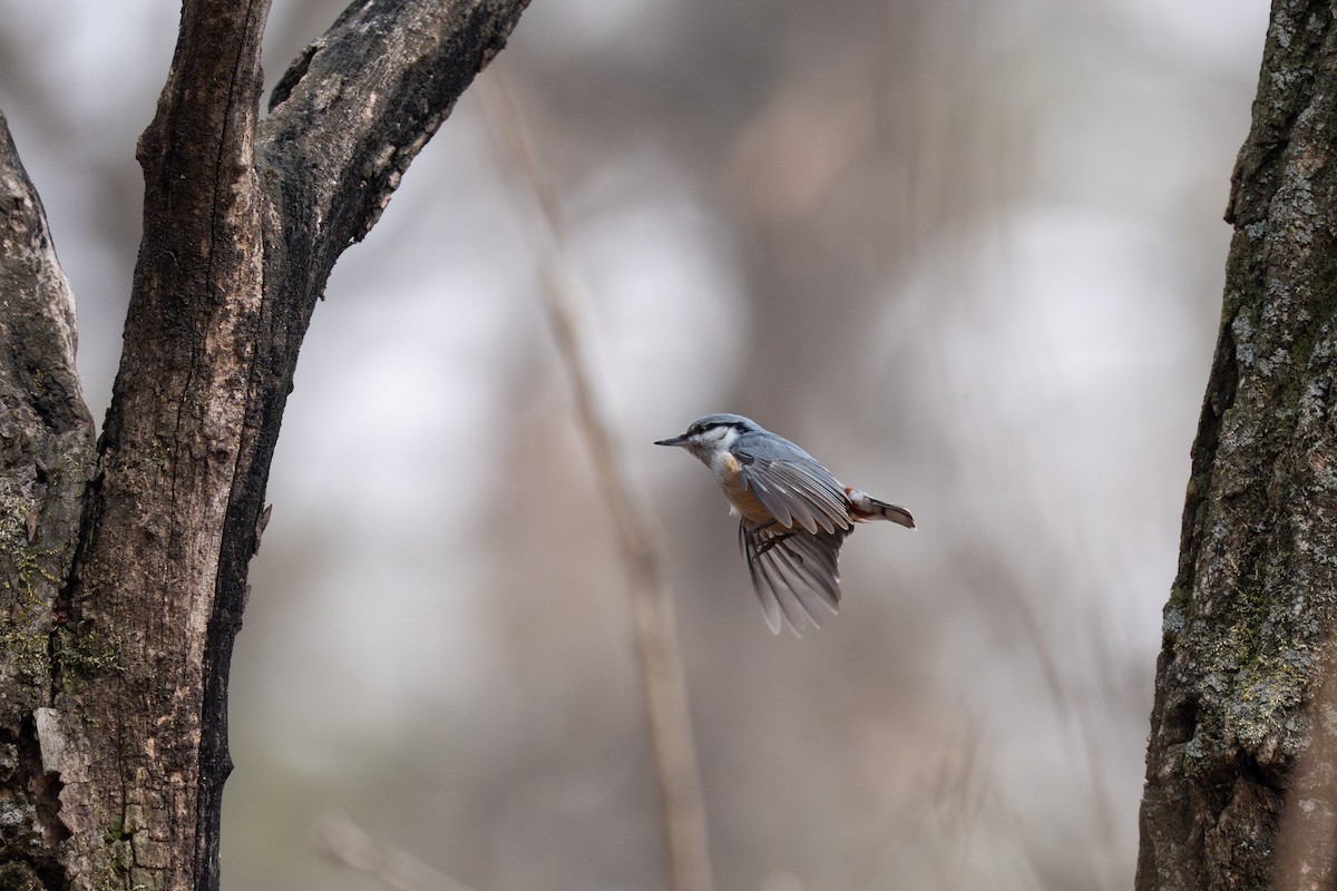 Eurasian Nuthatch - ML641420328