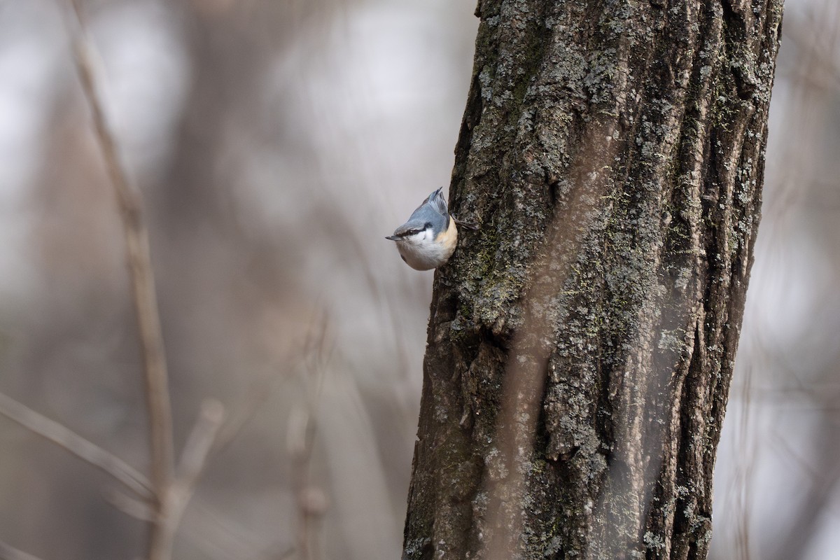 Eurasian Nuthatch - ML641420329