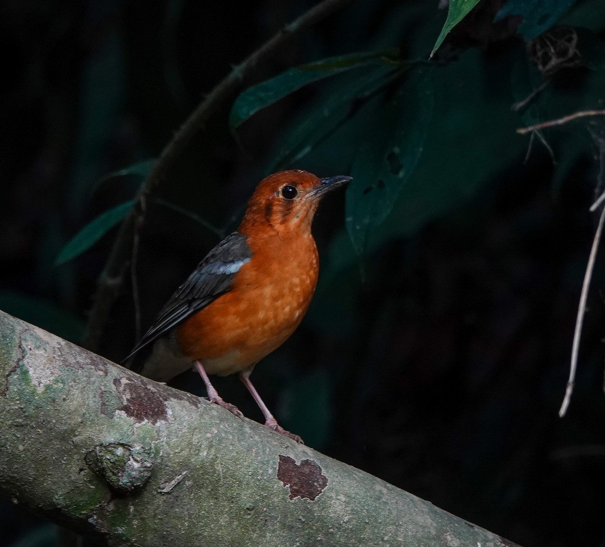 Orange-headed Thrush - ML641420330