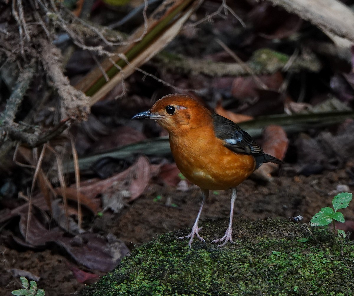 Orange-headed Thrush - ML641420331