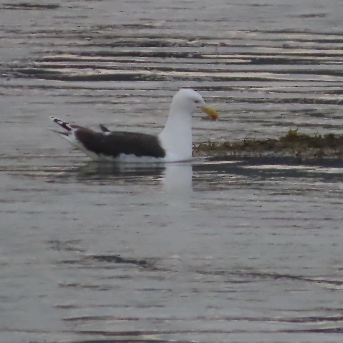 Great Black-backed Gull - ML641420332