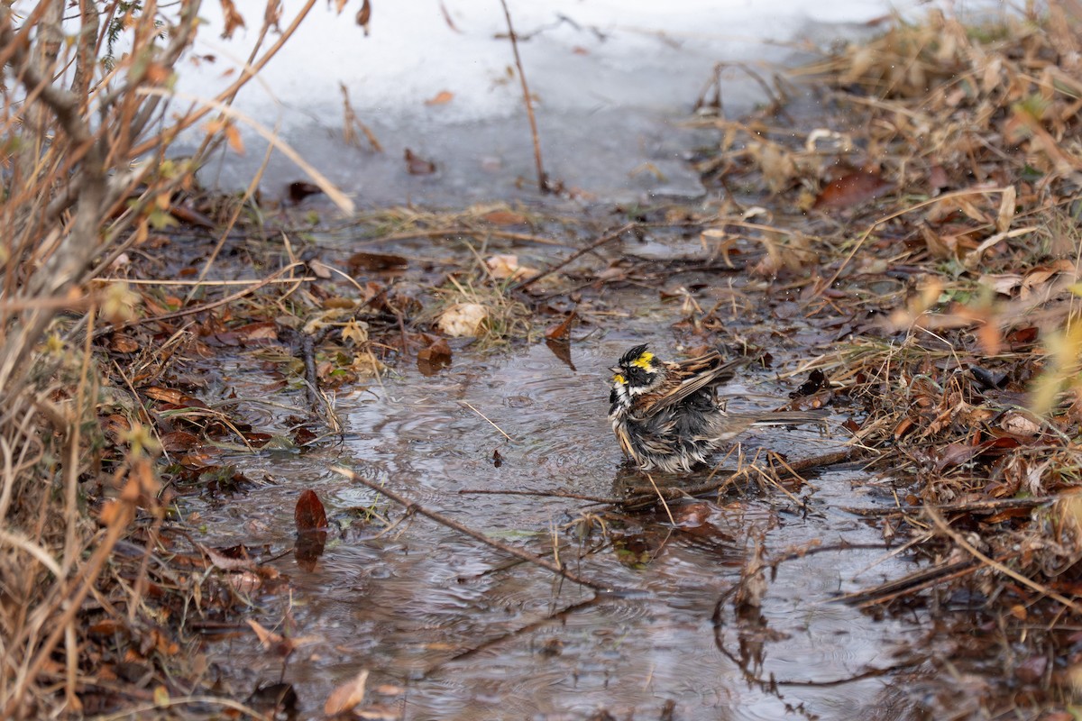 Yellow-throated Bunting - ML641420333
