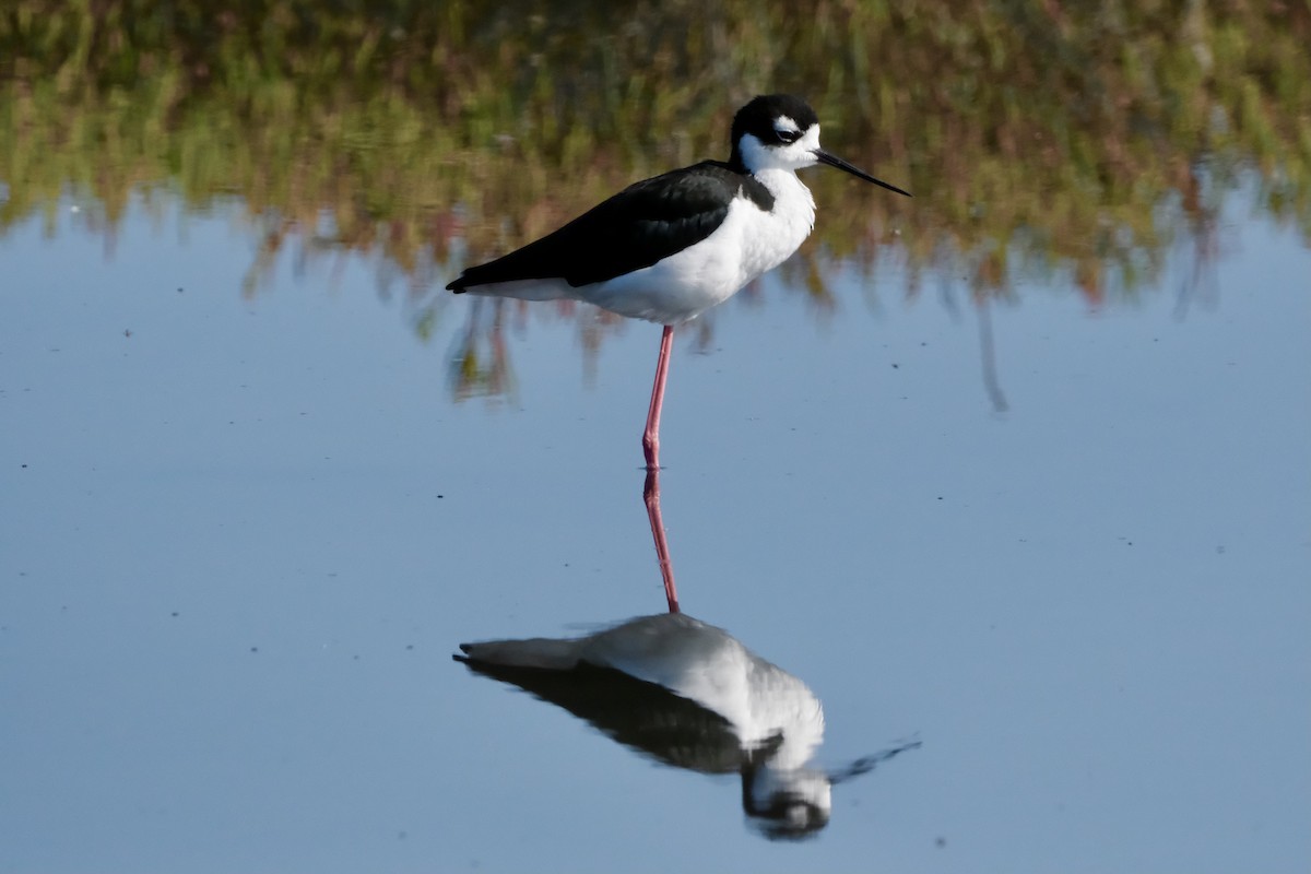 Black-necked Stilt - ML641420336
