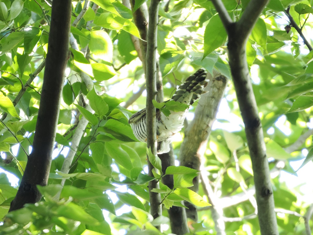 Oriental Cuckoo - ML641420337
