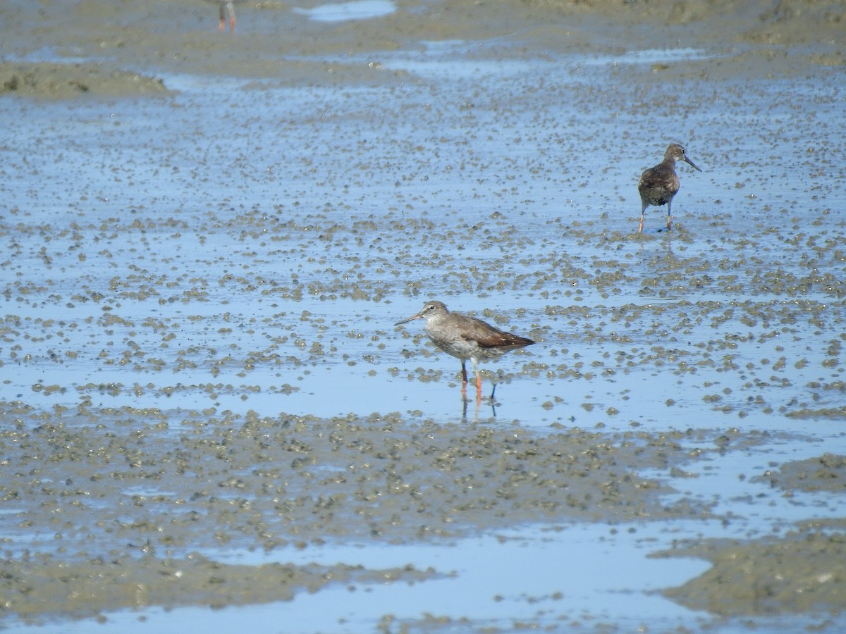Common Redshank - ML641420340
