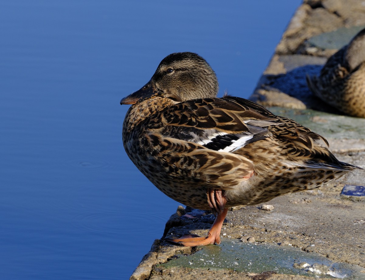 Mallard - ML641420345