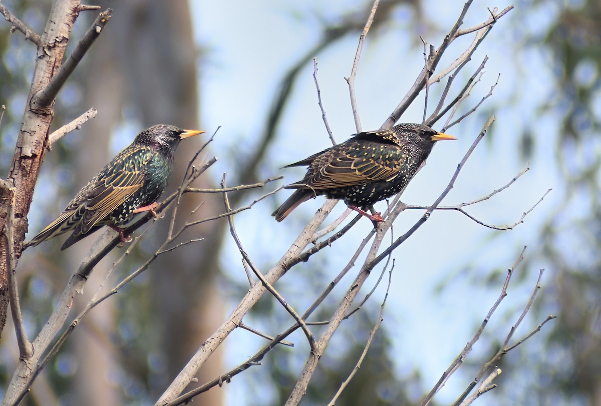European Starling - ML641420346