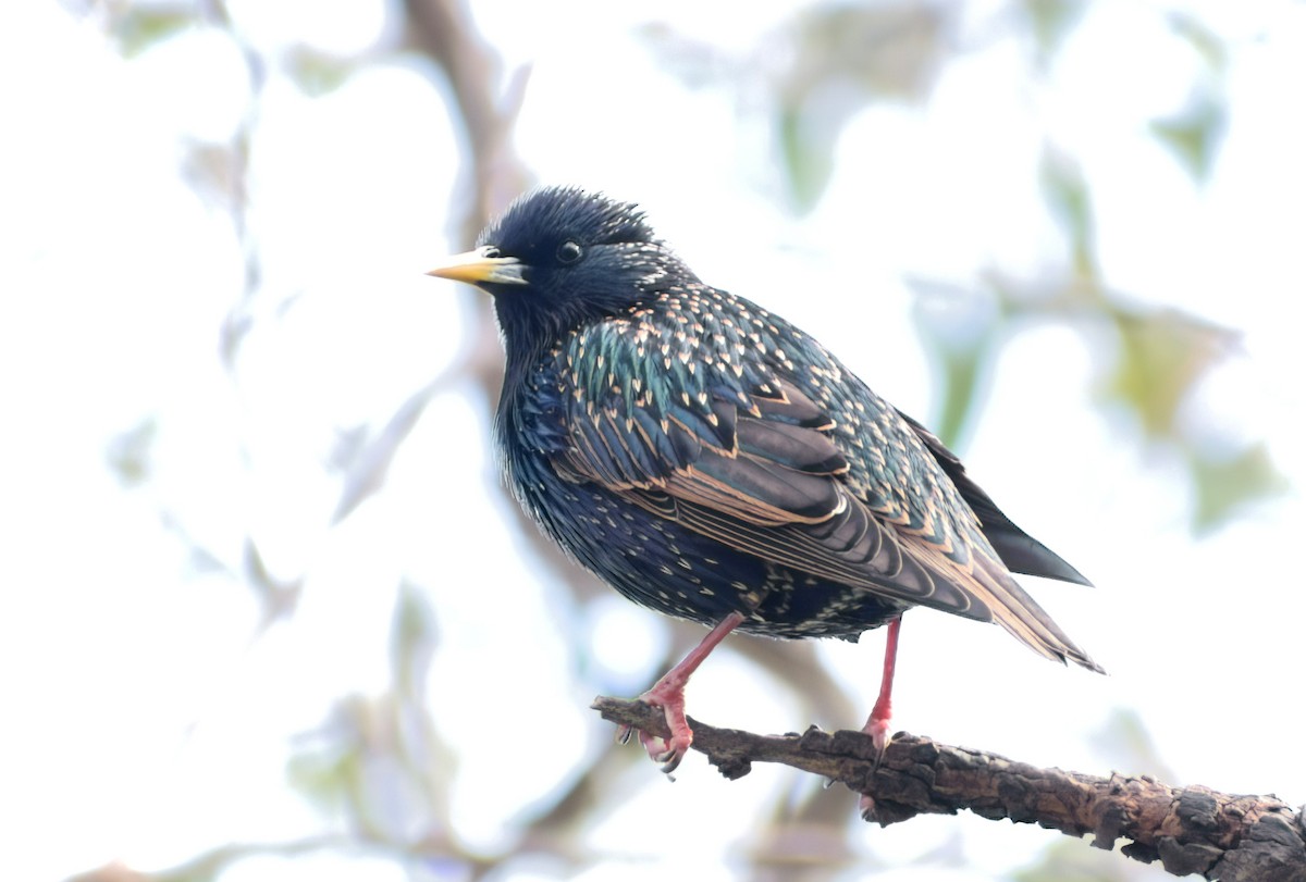 European Starling - ML641420347