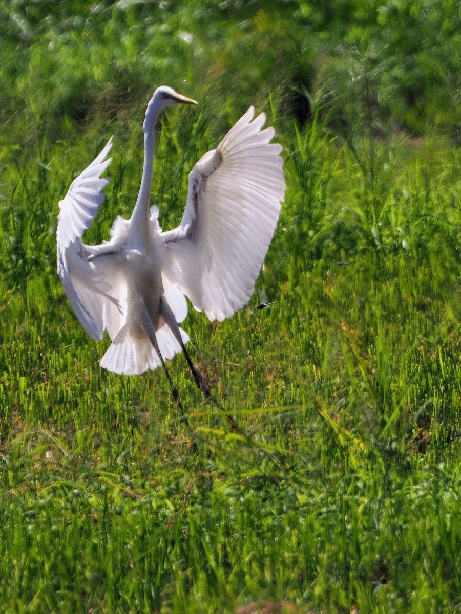Great Egret - ML641420349