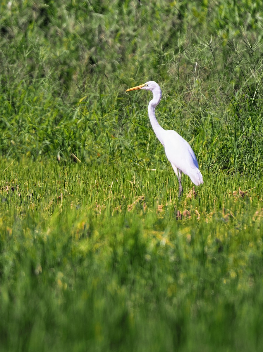 Great Egret - ML641420350
