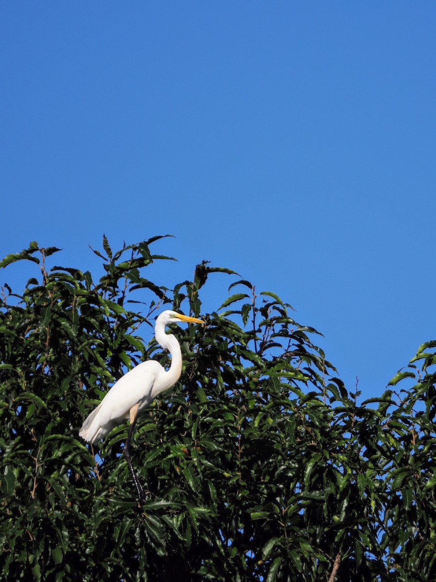 Great Egret - ML641420351