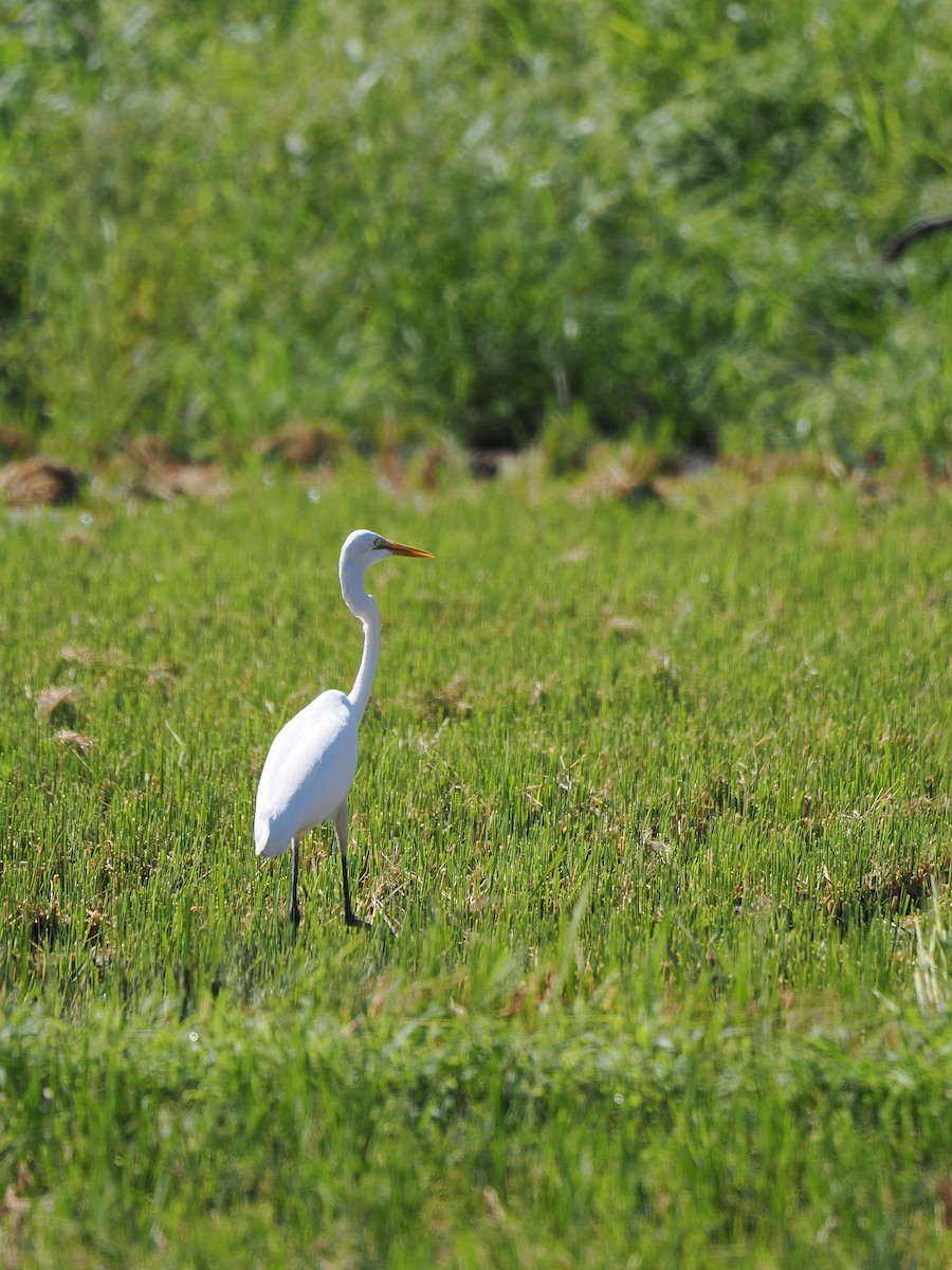 Great Egret - ML641420352
