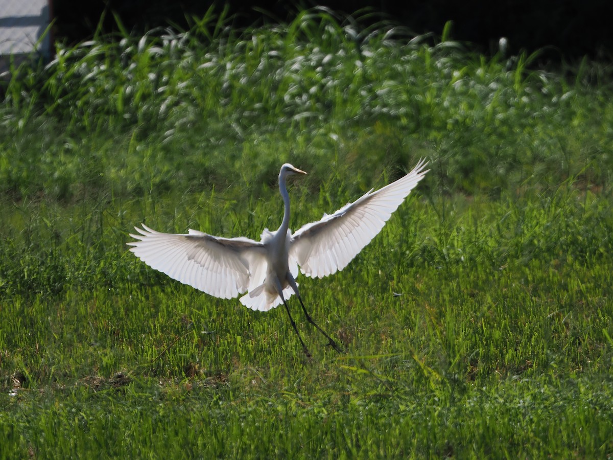Great Egret - ML641420353