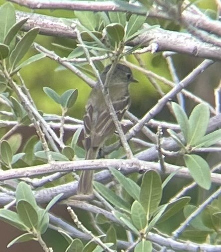 Dusky Flycatcher - ML641420355