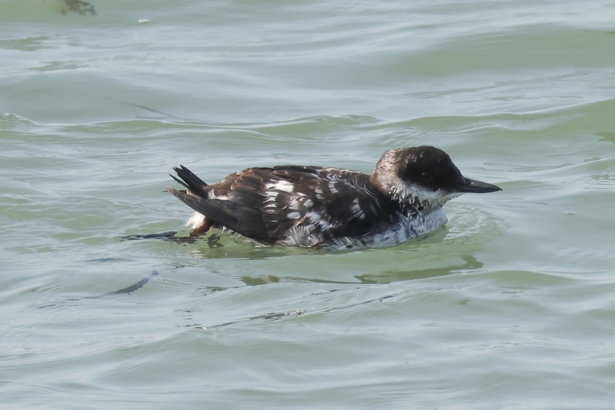 Pigeon Guillemot - ML641420383
